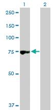 Anti-RNPEP Rabbit Polyclonal Antibody