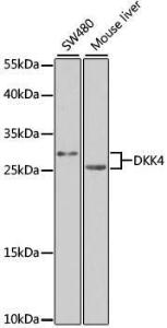 Anti-DKK4 Rabbit Polyclonal Antibody