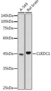 Antibody A308465-100 100 µl