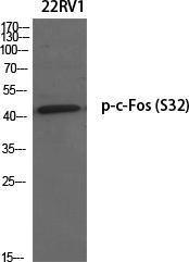 Western blot analysis of various cells using Anti-FOS (phospho Ser32) Antibody