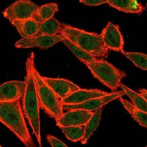 Immunofluorescent analysis of PFA fixed HeLa cells stained with Anti-TRBP Antibody [PCRP-TARBP2-1E5] followed by Goat Anti-Mouse IgG (CF&#174; 488) (Green) Counterstain is Phalloidin-CF&#174; 640A (Red)