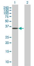 Anti-EMILIN1 Mouse Polyclonal Antibody