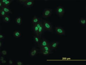 Anti-TAF11 Mouse Monoclonal Antibody [clone: 3G6]