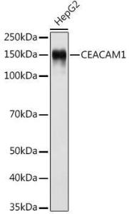 Western blot analysis of extracts of HepG2 cells, using Anti-CEACAM1 Antibody [ARC0649] (A81072) at 1:500 dilution