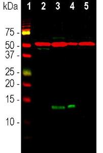 Anti-FABP7 antibody