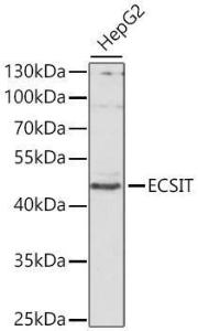 Western blot analysis of extracts of HepG2 cells, using Anti-ECSIT Antibody (A10226) at 1:1,000 dilution. The secondary antibody was Goat Anti-Rabbit IgG H&L Antibody (HRP) at 1:10,000 dilution.