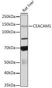 Western blot analysis of extracts of Rat liver, using Anti-CEACAM1 Antibody [ARC0649] (A81072) at 1:500 dilution