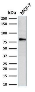 Western blot analysis of MCF-7 cell lysate using Anti-EZH2 Antibody [EZH2/2536]