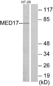 Western blot analysis of lysates from HT-29 cells using Anti-MED17 Antibody. The right hand lane represents a negative control, where the antibody is blocked by the immunising peptide