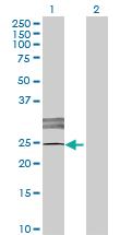 Anti-SCART1 Mouse Polyclonal Antibody