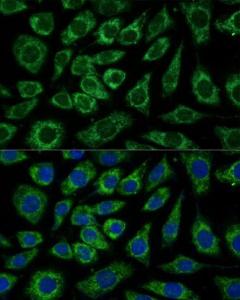 Immunofluorescence analysis of L929 cells using Anti-NDUFA4 Antibody (A307518) at a dilution of 1:100 (40x lens). DAPI was used to stain the cell nuclei (blue).