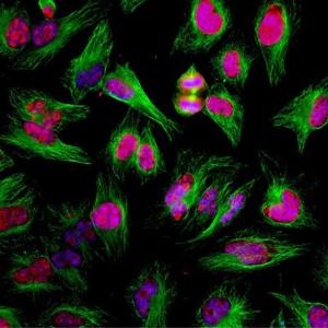 Immunofluorescent analysis of HeLa cells stained with Anti-Ki67 Antibody (1:2,000/red), and Anti-beta Tubulin Antibody (1:5,000/green)