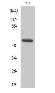 Western blot analysis of various cells using Anti-Cytochrome P450 8B1 Antibody