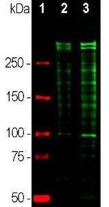 Western blot analysis of equal amounts of cell lysates probed with Anti-Ki67 Antibody (1:5,000/green)