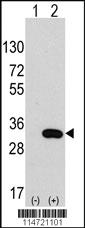 Anti-CLIC4 Rabbit Polyclonal Antibody