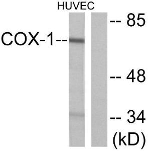 Western blot analysis of lysates from HUVEC cells using Anti-Cox1 Antibody The right hand lane represents a negative control, where the antibody is blocked by the immunising peptide