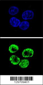 Anti-CCNI2 Rabbit Polyclonal Antibody (PE (Phycoerythrin))