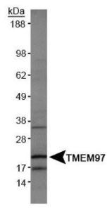 Anti-TMEM97 Rabbit Polyclonal Antibody