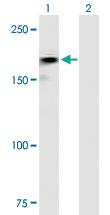 Anti-ROBO2 Mouse Polyclonal Antibody