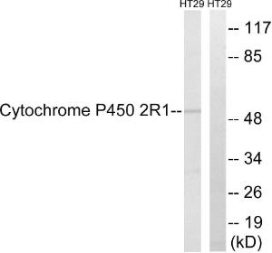 Western blot analysis of lysates from HT29 cells using Anti-Cytochrome P450 2R1 Antibody. The right hand lane represents a negative control, where the antibody is blocked by the immunising peptide.