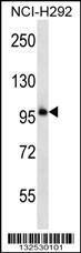 Anti-PCDHB11 Rabbit Polyclonal Antibody (Biotin)