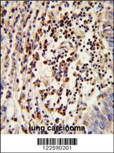 Anti-MARC2 Rabbit Polyclonal Antibody (FITC (Fluorescein))