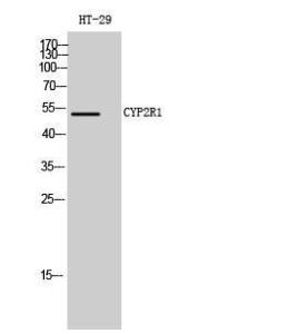 Western blot analysis of HT 29 cells using Anti-Cytochrome P450 2R1 Antibody