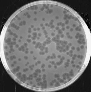 Enumeration of bacteriophages on modified Scholten's agar