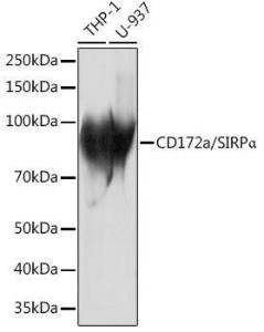 Western blot analysis of extracts of various cell lines, using Anti-SIRP alpha Antibody [ARC1626] (A308467) at 1:1,000 dilution. The secondary antibody was Goat Anti-Rabbit IgG H&L Antibody (HRP) at 1:10,000 dilution.