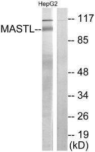 Western blot analysis of lysates from HepG2 cells using Anti-MASTL Antibody. The right hand lane represents a negative control, where the antibody is blocked by the immunising peptide