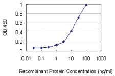 Anti-SFTPA1 Mouse Monoclonal Antibody [clone: 1G8]