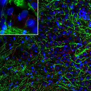 Antibody A104341-100 100 µl