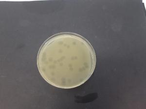 Enumeration of bacteriophages on modified Scholten's agar 