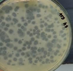 Enumeration of bacteriophages on modified Scholten's agar 