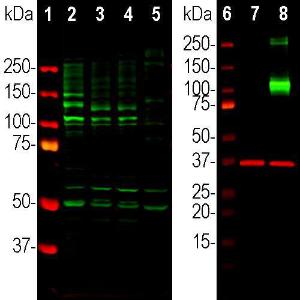 Antibody A104341-100 100 µl