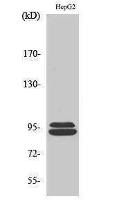 Western blot analysis of various cells using Anti-MASTL Antibody