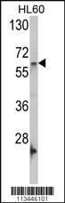 Anti-GNL3 Rabbit Polyclonal Antibody