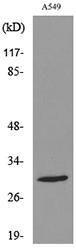 Western blot analysis of lysate from A549 cells using Anti-ATF5 (acetyl Lys29) Antibody