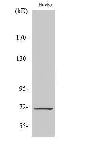 Western blot analysis of various cells using Anti-Cox1 Antibody