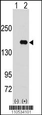 Anti-PUM2 Rabbit Polyclonal Antibody