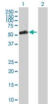 Anti-BRD3 Rabbit Polyclonal Antibody