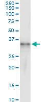 Anti-IFI30 Rabbit Polyclonal Antibody