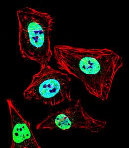 Anti-HDAC2 Rabbit Polyclonal Antibody (APC (Allophycocyanin))