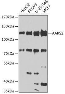 Western blot analysis of extracts of various cell lines, using Anti-AARS2 Antibody (A10232) at 1:1,000 dilution. The secondary antibody was Goat Anti-Rabbit IgG H&L Antibody (HRP) at 1:10,000 dilution.