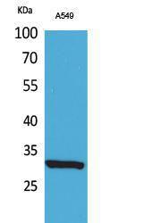 Western blot analysis of A549 cells using Anti-ATF5 (acetyl Lys29) Antibody