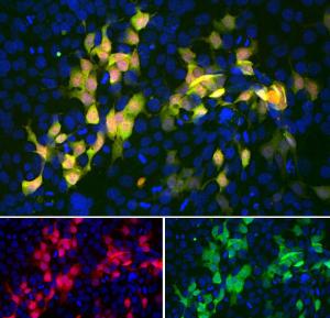 Anti-mCherry Mouse Monoclonal Antibody [clone: 5A6]