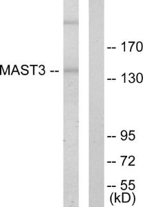 Western blot analysis of lysates from Jurkat cells using Anti-MAST3 Antibody. The right hand lane represents a negative control, where the antibody is blocked by the immunising peptide.