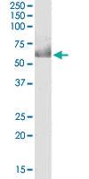 Anti-CDT1 Goat Polyclonal Antibody