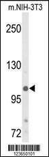 Anti-KDM4B Rabbit Polyclonal Antibody (APC (Allophycocyanin))