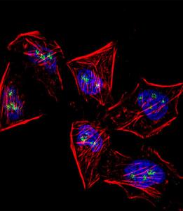 Anti-MEOX1 Rabbit Polyclonal Antibody (AP (Alkaline Phosphatase))